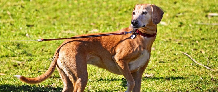 longe pour chien